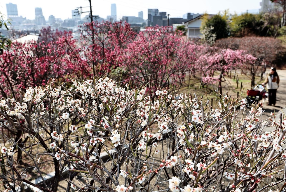 春めく日差しに甘い香り 咲き誇る梅、46品種約200本 22日に「梅まつり
