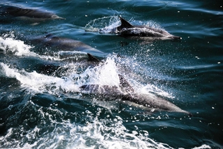 大阪湾での目視調査で確認されたハセイルカの群れ＝２０２３年１１月（岩田高志助教提供）