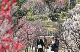 赤や白、桃色のウメが咲き誇る中で散策を楽しむ人たち＝１３日午後、神戸市東灘区岡本６、岡本梅林公園