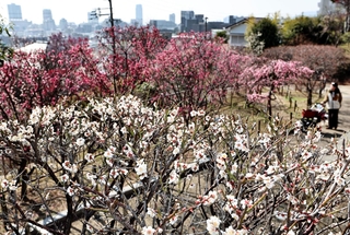 赤や白、桃色のウメが咲き誇る中で散策を楽しむ人たち＝１３日午後、神戸市東灘区岡本６、岡本梅林公園