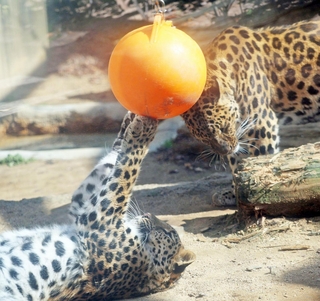 ボールで遊ぶネコ科のアムールヒョウ＝２１日午前、神戸市灘区、王子動物園