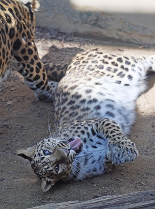 地面に寝そべり、舌を出すアムールヒョウ＝２１日午前、神戸市立王子動物園