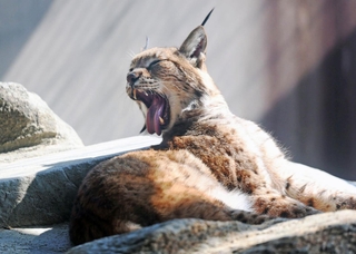 あくびをするシベリアオオヤマネコ＝２１日午前、神戸市立王子動物園