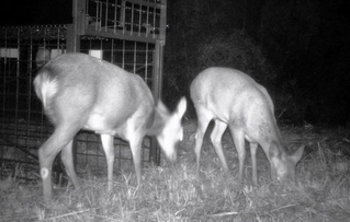 夜、捕獲用のわなに仕掛けられた餌に近づくシカ＝２０２４年１１月、宍粟市波賀町皆木（牛谷宗明さん提供）