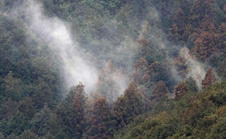 山の斜面で、スギの木から白く舞い上がる花粉＝２０２５年３月、丹波篠山市内