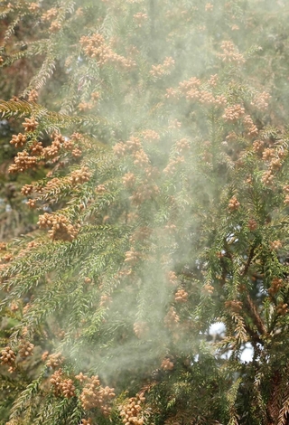花芽から放出される花粉＝２０２５年３月、丹波篠山市内