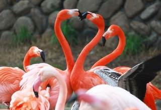 長い首でハートのような形を作るフラミンゴ＝２６日午後、神戸市立王子動物園
