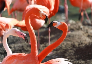 長い首でハートのような形を作るフラミンゴ＝２６日午後、神戸市立王子動物園