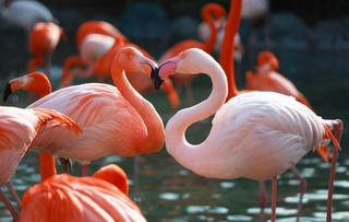 長い首でハートのような形を作るフラミンゴ＝２６日午後、神戸市立王子動物園
