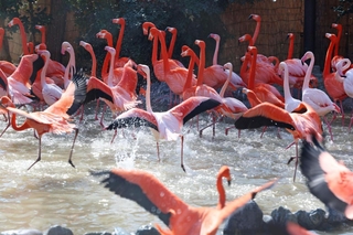 求愛行動で一斉に速い速度で歩くフラミンゴ＝神戸市立王子動物園