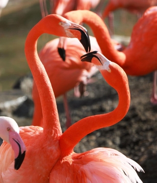 ハートのような形を作るフラミンゴ＝２６日午後、神戸市立王子動物園