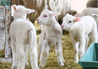 愛らしい姿で動き回る子ヒツジ＝神戸市灘区六甲山町、神戸市立六甲山牧場