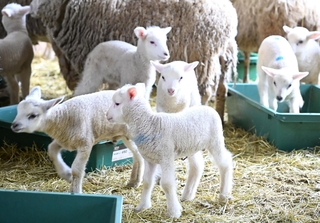愛らしい表情で動き回る子ヒツジ＝神戸市灘区六甲山町、神戸市立六甲山牧場