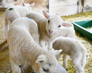 愛らしい姿で動き回る子ヒツジ＝神戸市灘区六甲山町、神戸市立六甲山牧場