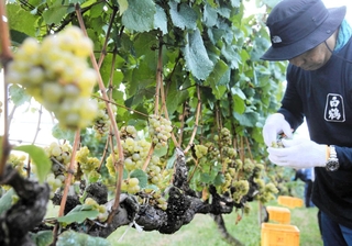 神戸ワインの醸造へ向け、ブドウを丁寧に摘み取る白鶴酒造関係者ら＝神戸市西区押部谷町高和