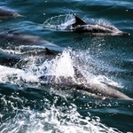 大阪湾での目視調査で確認されたハセイルカの群れ＝２０２３年１１月（岩田高志助教提供）