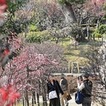 赤や白、桃色のウメが咲き誇る中で散策を楽しむ人たち＝１３日午後、神戸市東灘区岡本６、岡本梅林公園