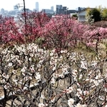 赤や白、桃色のウメが咲き誇る中で散策を楽しむ人たち＝１３日午後、神戸市東灘区岡本６、岡本梅林公園