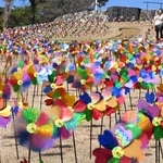 カラフルに丘を彩る風車＝淡路市夢舞台、国営明石海峡公園