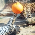 ボールで遊ぶネコ科のアムールヒョウ＝２１日午前、神戸市灘区、王子動物園
