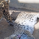 地面に寝そべり、舌を出すアムールヒョウ＝２１日午前、神戸市立王子動物園