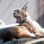 あくびをするシベリアオオヤマネコ＝２１日午前、神戸市立王子動物園