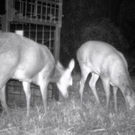 夜、捕獲用のわなに仕掛けられた餌に近づくシカ＝２０２４年１１月、宍粟市波賀町皆木（牛谷宗明さん提供）