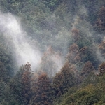 山の斜面で、スギの木から白く舞い上がる花粉＝２０２５年３月、丹波篠山市内