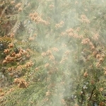 花芽から放出される花粉＝２０２５年３月、丹波篠山市内