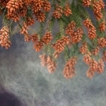 枝先に鈴なりの花から煙のように舞い立つスギ花粉＝兵庫県猪名川町