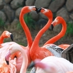 長い首でハートのような形を作るフラミンゴ＝２６日午後、神戸市立王子動物園