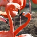 長い首でハートのような形を作るフラミンゴ＝２６日午後、神戸市立王子動物園