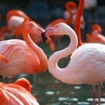 長い首でハートのような形を作るフラミンゴ＝２６日午後、神戸市立王子動物園