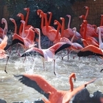 求愛行動で一斉に速い速度で歩くフラミンゴ＝神戸市立王子動物園