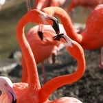 ハートのような形を作るフラミンゴ＝２６日午後、神戸市立王子動物園