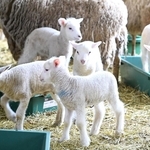 愛らしい表情で動き回る子ヒツジ＝神戸市灘区六甲山町、神戸市立六甲山牧場