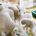 愛らしい姿で動き回る子ヒツジ＝神戸市灘区六甲山町、神戸市立六甲山牧場