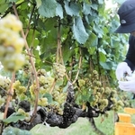 神戸ワインの醸造へ向け、ブドウを丁寧に摘み取る白鶴酒造関係者ら＝神戸市西区押部谷町高和