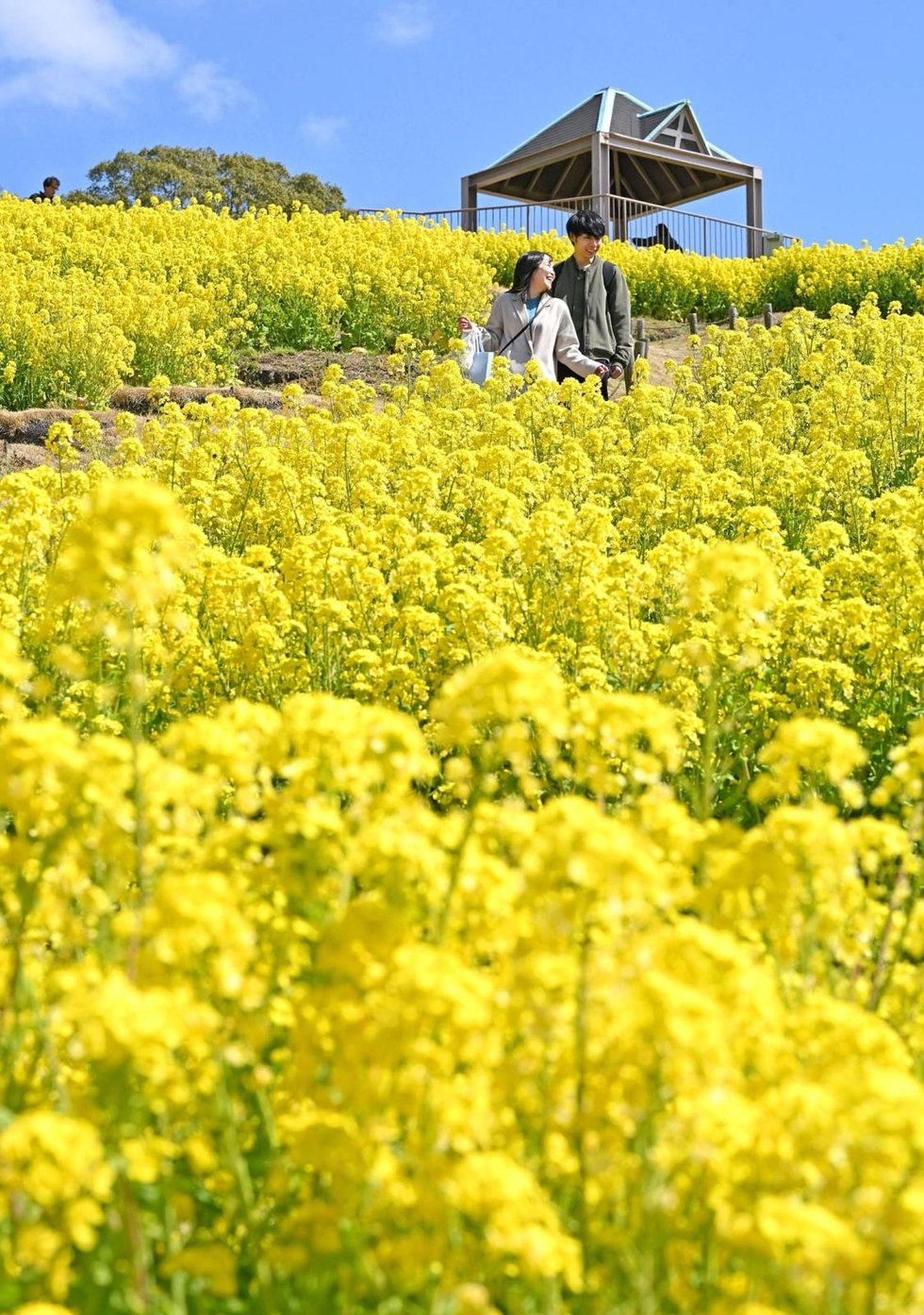 春を告げる黄色の丘 菜の花5万本が見頃 神戸総合運動公園、3月末まで