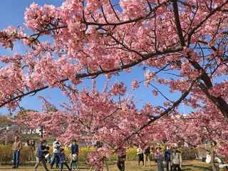 カワヅザクラの花びらが青空に映える＝神戸市灘区摩耶海岸通２