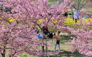 カワヅザクラとナノハナの競演を楽しむ人たち＝神戸市灘区摩耶海岸通２、西郷川河口公園（撮影・吉田敦史）