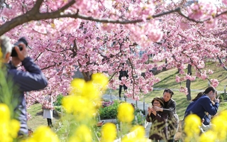 咲き誇るカワヅザクラの写真を撮る人たち＝神戸市灘区摩耶海岸通２、西郷川河口公園（撮影・吉田敦史）
