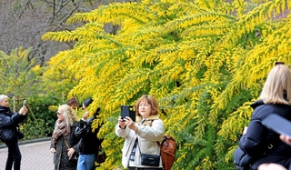 黄色の花を付けたミモザの前で記念撮影する来園者たち＝神戸市中央区北野町１
