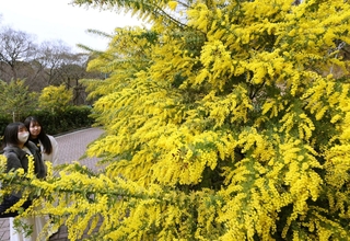 黄色の花を付けたミモザ＝神戸市中央区北野町１