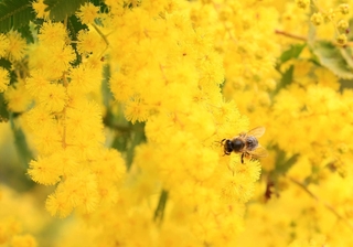 鮮やかな黄色のミモザの花に止まるハチ＝神戸市中央区北野町１