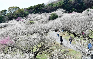 見頃を迎えた紅白の梅林＝たつの市御津町黒崎、綾部山梅林