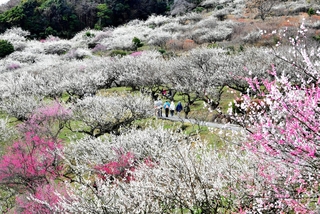見頃を迎えた紅白の梅林＝たつの市御津町黒崎、綾部山梅林