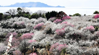 見頃を迎えた紅白の梅林＝たつの市御津町黒崎