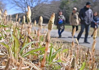 散策道沿いの土手に生えたツクシ＝神戸市北区山田町藍那、あいな里山公園