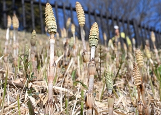 散策道沿いの土手に生えたツクシ＝神戸市北区山田町藍那、あいな里山公園